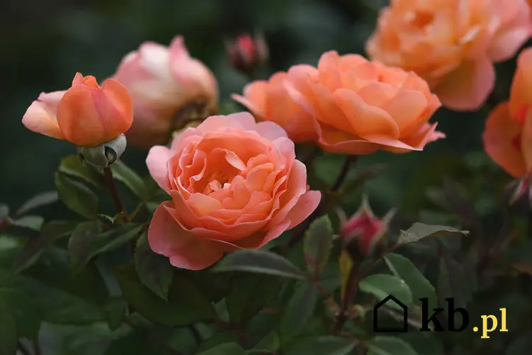 Róże wielkokwiatowe w łososiowym kolorze, a także popularne i mniej znane gatunki oraz odmiany róż krok po kroku