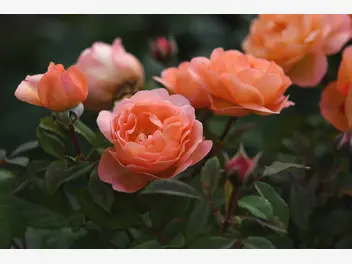 Ilustracja artykułu gatunki róż - poznaj popularne i mniej znane odmiany róż ogrodowych