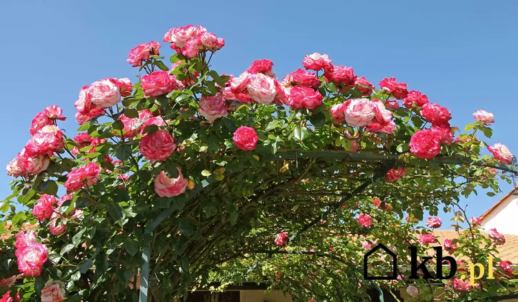 Róże pnące długo kwitnące na pergoli, a także inne gatunki róż do ogrodu oraz bardziej popularne odmiany