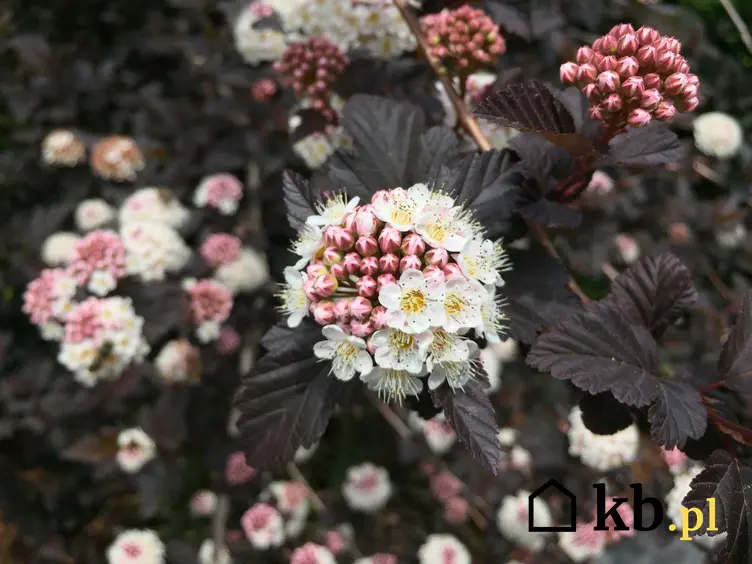 Pęcherznica 'Diabolo' o ciemnoczerwonych liściach i białych kwiatach, a także uprawa, pielęgnacja i zastosowanie krzewu
