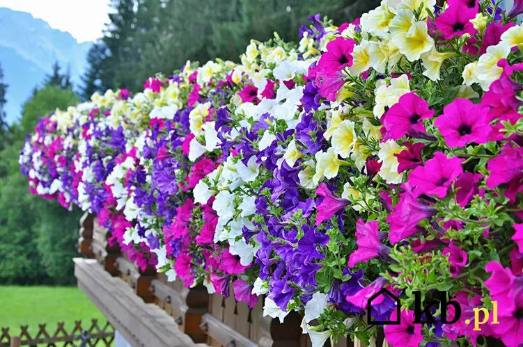 Petunia kaskadowa o kolorowych kwiatach wisząca z ogrodzenia na balkonie, a także wymagania petunii, pielęgnacja i uprawa w doniczkach na balkonie