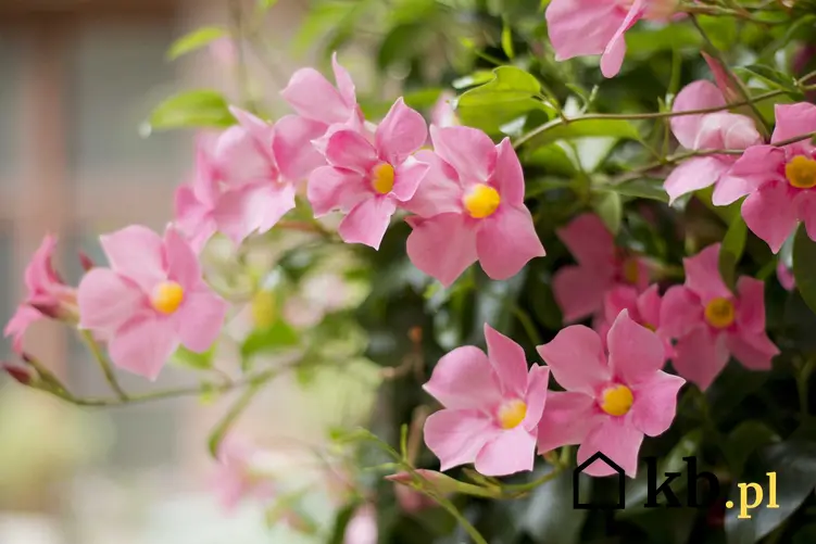 Mandevilla, czyli dipladenia o różowych kwiatach w doniczce, a także wymagania, pielęgnacja, uprawa na balkonie, sadzenie