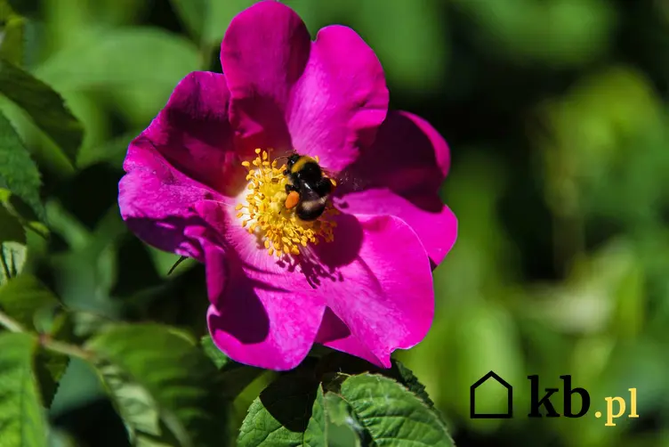 Kwiat róży francuskiej (Rosa gallica) o fioletowch kwiatach zapylany przez pszczołę, a także odmiany, pielęgnacja i uprawa