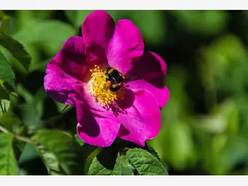 Ilustracja artykułu rosa gallica, czyli róża francuska – odmiany, uprawa, pielęgnacja