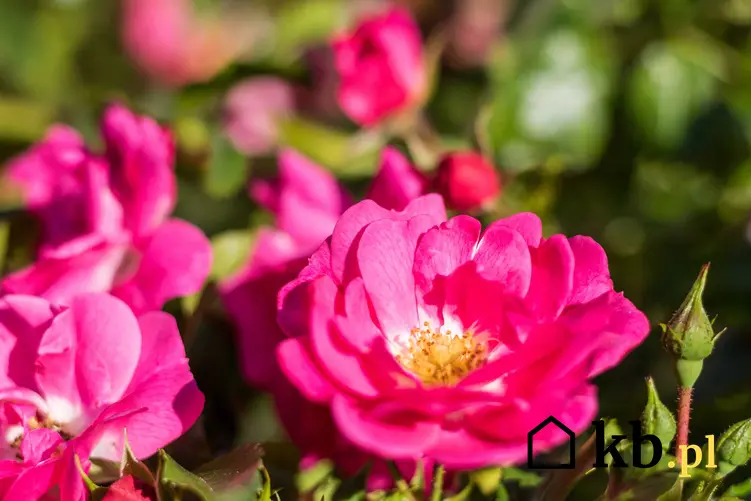 Liczne różowe kwiaty róży francuskiej (Rosa gallica), a także odmiany, uprawa oraz pielęgnacja krok po kroku