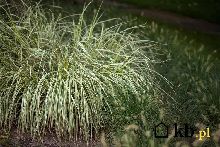 Duża kępa trawy turzyca morrowa w ogrodzie, a także odmiany, uprawa, pielęgnacja, zastosowanie i cena sadzonek
