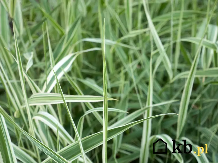 Zielone źdźbła trawy turzyca morrowa o białych krawędziach, a także odmiany, uprawa, cena oraz pielęgnacja