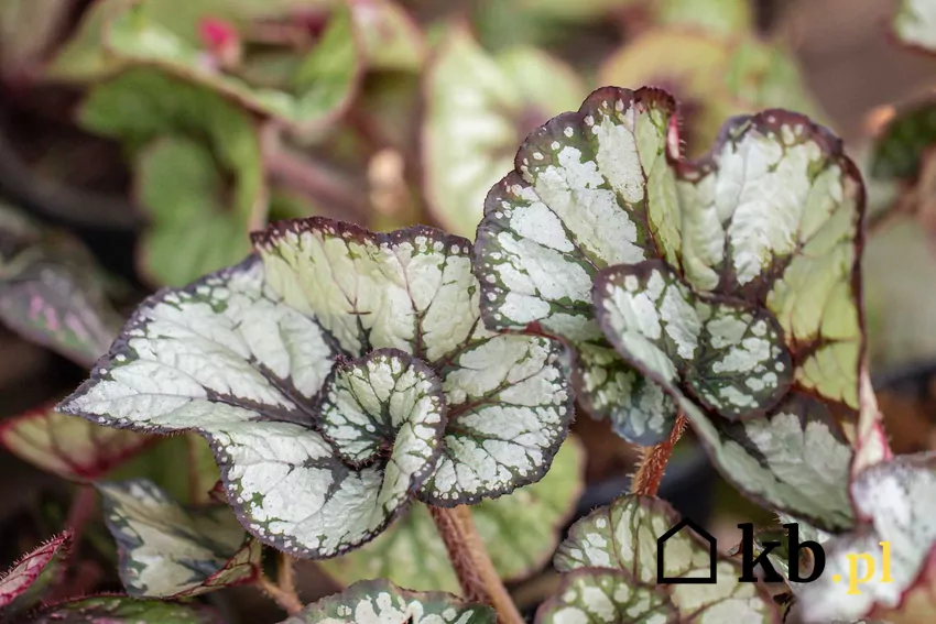 Begonia królewska białe nakrapiane liście