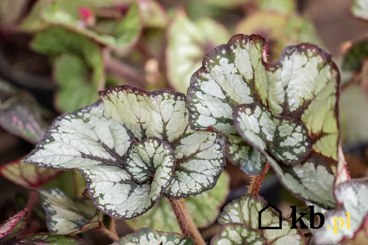 Begonia królewska o białych, nakrapianych liściach, a także uprawa, pielęgnacja i odmiany tej rośliny doniczkowej