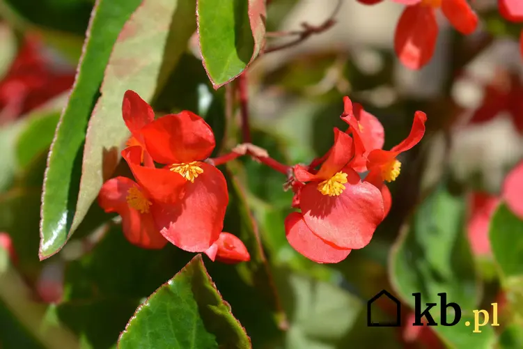 Begonia Dragon o czerwonych kwiatach w okresie kwitnienia, która wymaga odpowiedniej pielęgnacji, uprawy oraz dobranego stanowiska