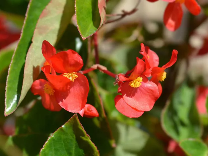 Begonia Dragon - uprawa i zimowanie