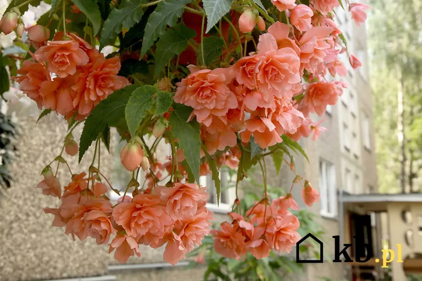 Begonia zwisająca, łososiowe kwiaty, balkon