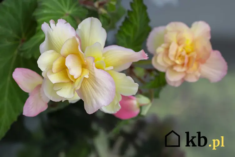Begonia zwisająca o biało-różowych kwiatach na balkonie, a także uprawa, pielęgnacja, sadzenie i wymagania rośliny