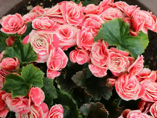 Begonia elatior na balkon i w ogrodzie