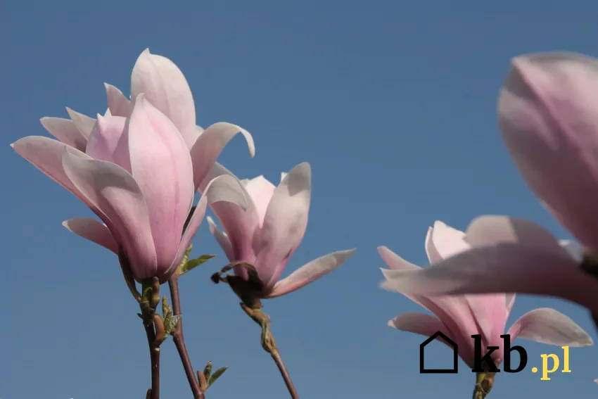 Magnolia Loebnera wiosną kwitnąca