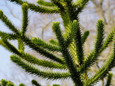 Araukaria: odmiany, uprawa, pielęgnacja