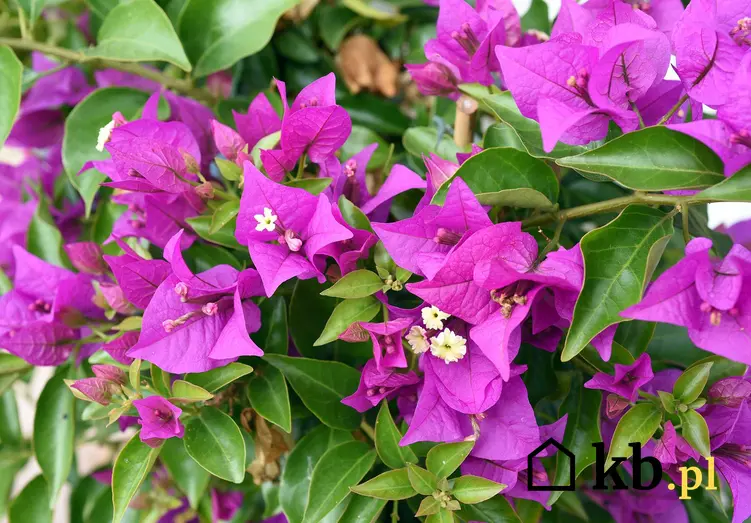 Bugenwilla o fioletowych kwiatach w czasie kwitnienia, a także odmiany, wymagania, uprawa, pielęgnacja i sadzenie