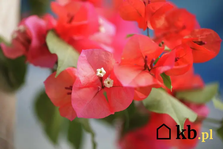 Bugenwilla o czerwonych drobnych kwiatach, a także odmiany, wymagania, uprawa oraz pielęgnacja kwiatów doniczkowych