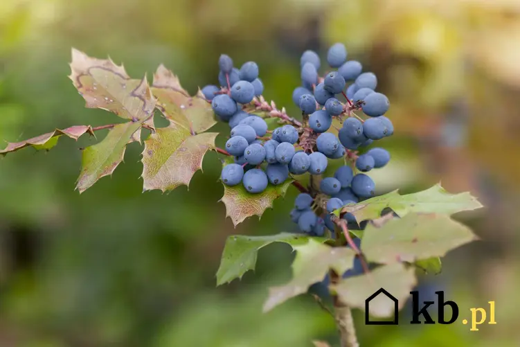 Niebieskie jagody na kwiecie mahonii (ościał), a także odmiany, uprawa i pielęgnacja tego wyjątkowego krzewu krok po kroku