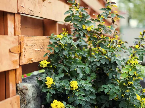 Mahonia (ościał) - odmiany i uprawa