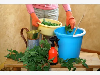 Ilustracja artykułu gnojówka z pokrzyw - popularny nawóz - jak go zrobić i co nim podlewać?