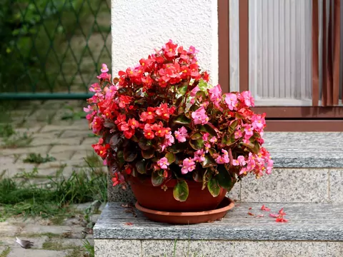 Begonia doniczkowa: odmiany i pielęgnacja