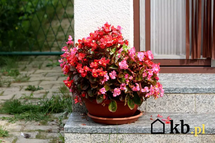 Begonia doniczkowa wiecznie kwitnąca na schodach przy tarasie, a także begonie w domu i na balkonie krok po kroku