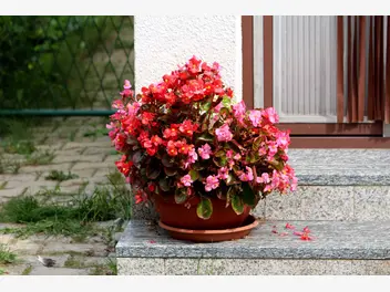 Ilustracja artykułu begonia doniczkowa w domu i na balkonie - odmiany, pielęgnacja, uprawa