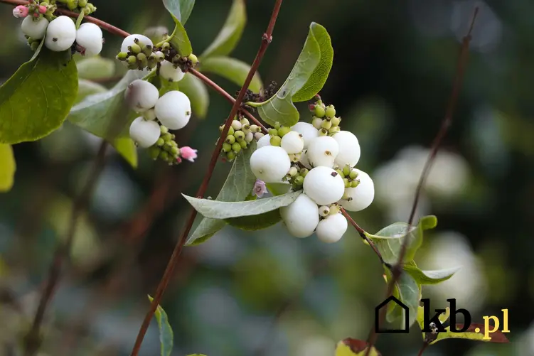 Owoce śnieguliczki białej z bliska, a także opinie, uprawa, pielęgnacja śnieguliczki oraz sadzenie