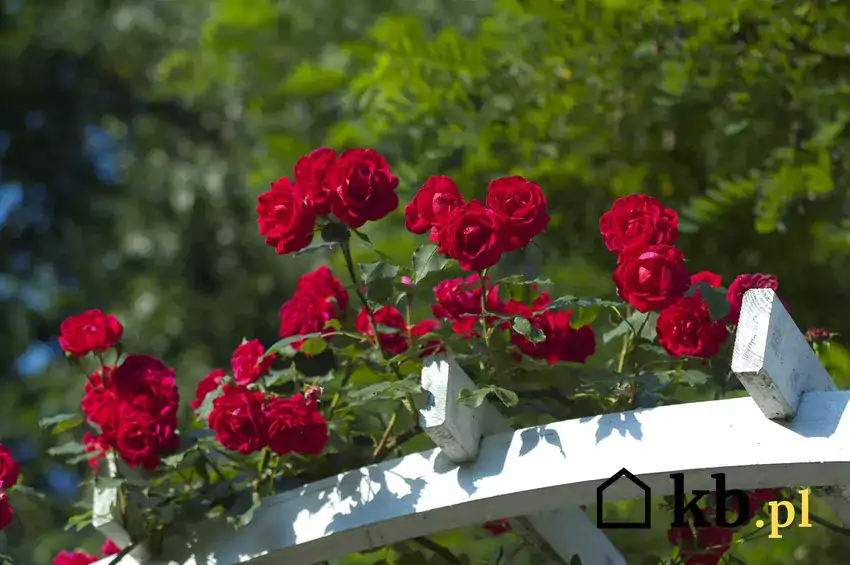 Czerwone róże na pergoli