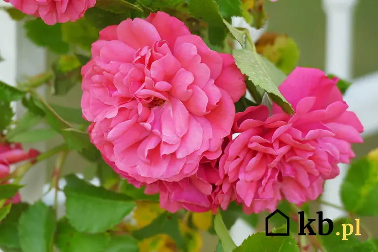 Ciemnoróżowe kwiaty róży stulistnej (Rosa centifolia), a także uprawa, pielęgnacja i zastosowanie