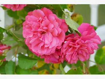 Ilustracja artykułu rosa centifolia (róża stulistna) – uprawa, pielęgnacja, wybór sadzonki