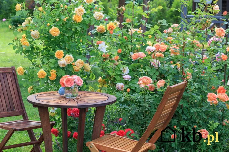 Duży krzew róży wielkokwiatowej o pomarańczowych kwiatach przy drewnianym stoliku, a także zastosowanie, uprawa i pielęgnacja