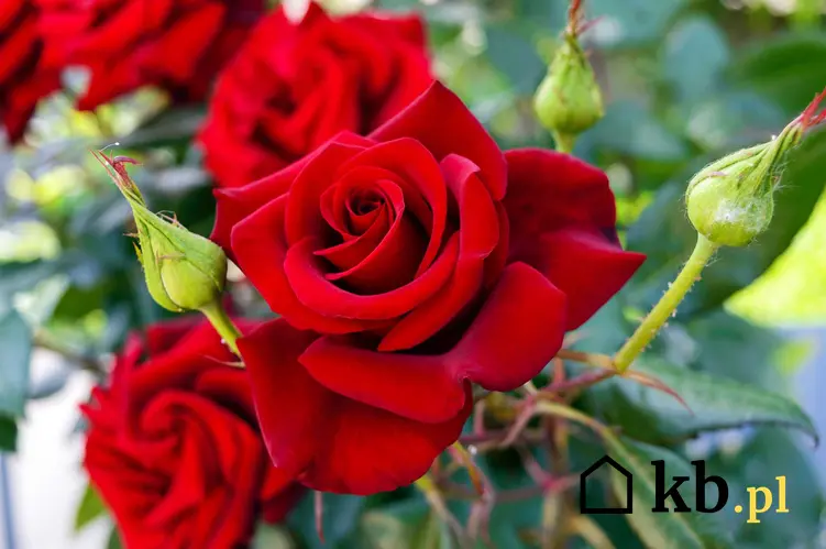 Czerwone róże wielkokwiatowe, a także kolor kwiatów, zastosowanie, uprawa, pielęgnacja i sadzenie