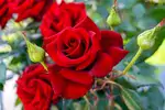 Szlachetne róże wielkokwiatowe - uprawa