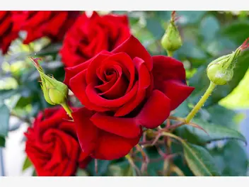 Ilustracja artykułu róża wielkokwiatowa w ogrodzie – poznaj szlachetne odmiany róż i dowiedz się, jak je uprawiać