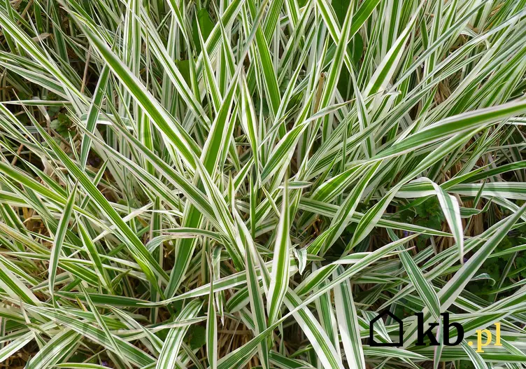 Duża kępa trawy turzyca palmowa o ozdobnych liściach w ogrodzie, a także uprawa, pielęgnacja oraz najpiękniejsze odmiany turzycy