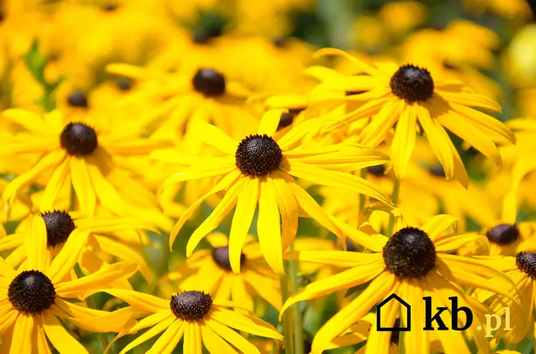 Żółte kwiaty z czarnymi oczkami rudbekii, a także uprawa, pielęgnacja, stanowisko oraz wysiew kwiatów w ogrodzie