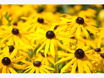 Ilustracja artykułu rudbekia - wysiew, uprawa, pielęgnacja, stanowisko dla pięknego kwiatu