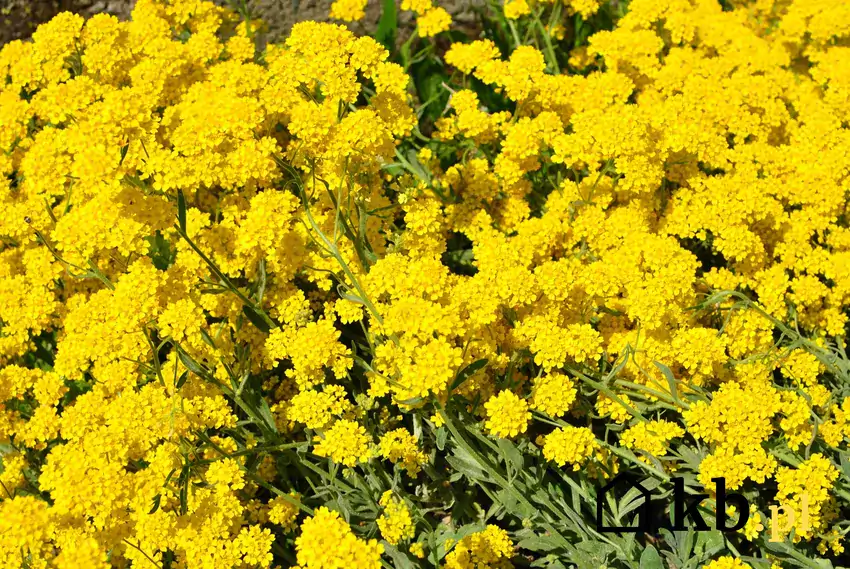 Żółte kwiaty smagliczki skalnej