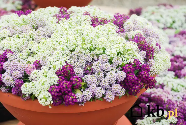 Białe i fioletowe kwiaty smagliczki nadmorskiej w dużej donicy w ogrodzie, a także odmiany, uprawa, pielęgnacja oraz sadzenie smagliczek