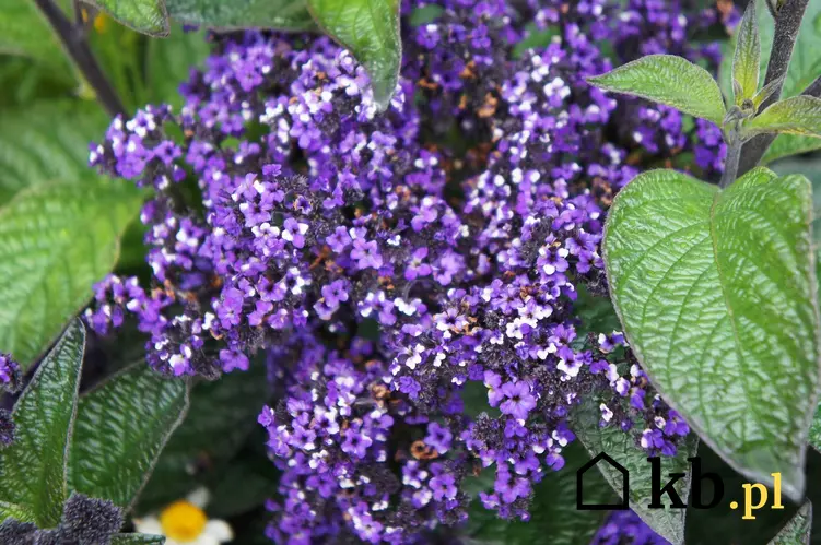Heliotrop o fioletowych kwiatach, a także pielęgnacja i uprawy, sadzenie, stanowisko oraz porady praktyczne