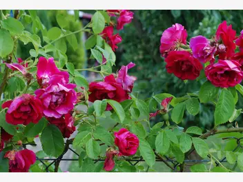 Ilustracja artykułu róże pnące szybko rosnące - zobacz, jak szybko rosną te gatunki róż