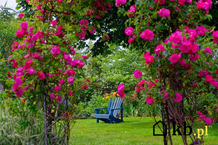 Różowe róże angielskie pnące owinięte wokół pergoli, a także rodzaje i odmiany róż angielskich, wymagania, sadzenie i pielęgnacja