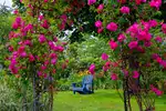 Pnące róże angielskie w ogrodzie