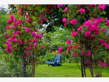 Ilustracja artykułu pnące róże angielskie w ogrodzie - rodzaje, wymagania, uprawa, pielęgnacja, cięcie