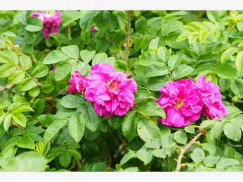 Ilustracja artykułu róża pomarszczona w ogrodzie - wymagania, odmiany, uprawa, cięcie