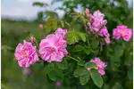 Róża damasceńska: odmiany i uprawa