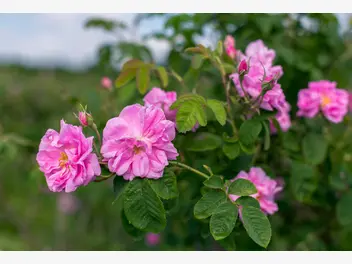 Ilustracja artykułu róża damasceńska - popularne odmiany, właściwości, uprawa, pielęgnacja
