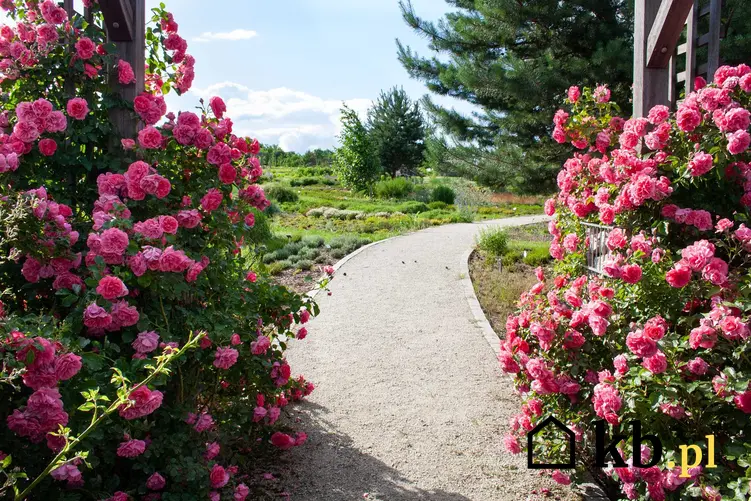 Różowe róże pnące przy ścieżce w ogrodzie, a także najpiękniejsze odmiany, sadzenie, uprawa oraz pielęgnacja krok po kroku